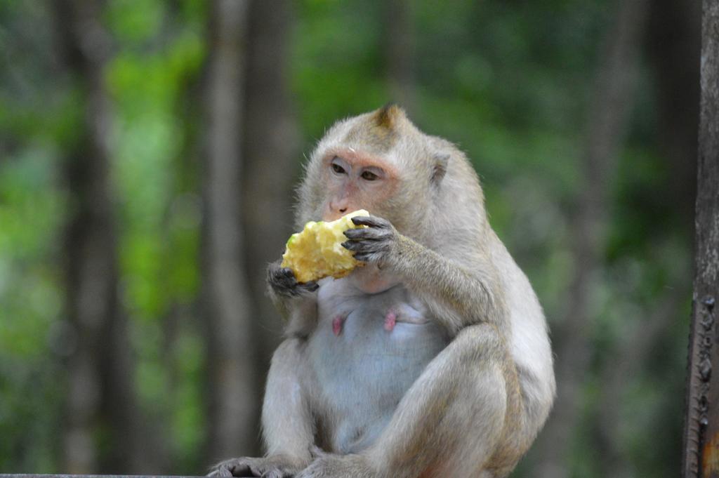 パーム ビーチ バンガロー リゾート Prek Svay Village エクステリア 写真